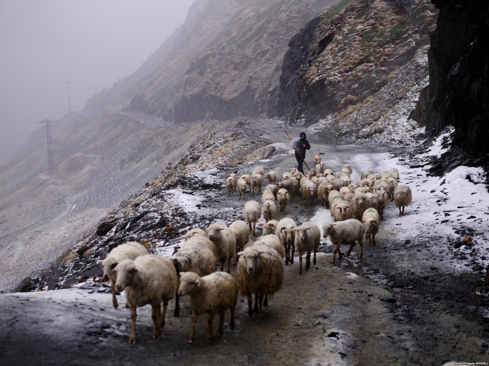 „A deadly, boozy journey“ with the shepherds of Tusheti geotv.ge