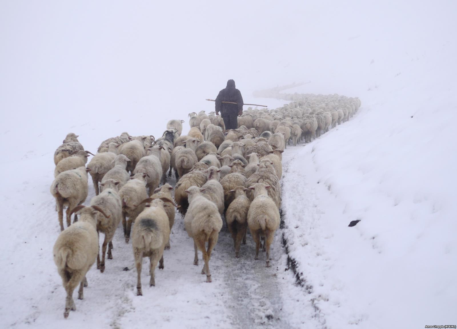 „A deadly, boozy journey“ with the shepherds of Tusheti geotv.ge