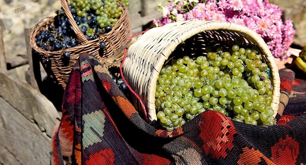 Rtveli – Harvesting grapes, Georgian style geotv.ge