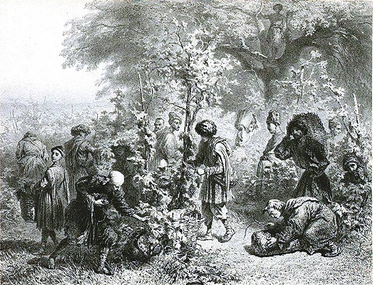 Rtveli – Harvesting grapes, Georgian style geotv.ge