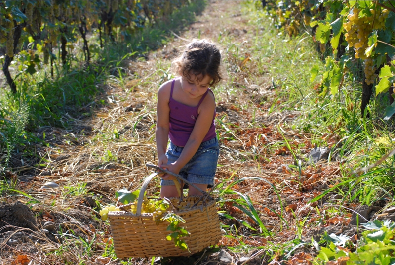 Rtveli – Harvesting grapes, Georgian style geotv.ge