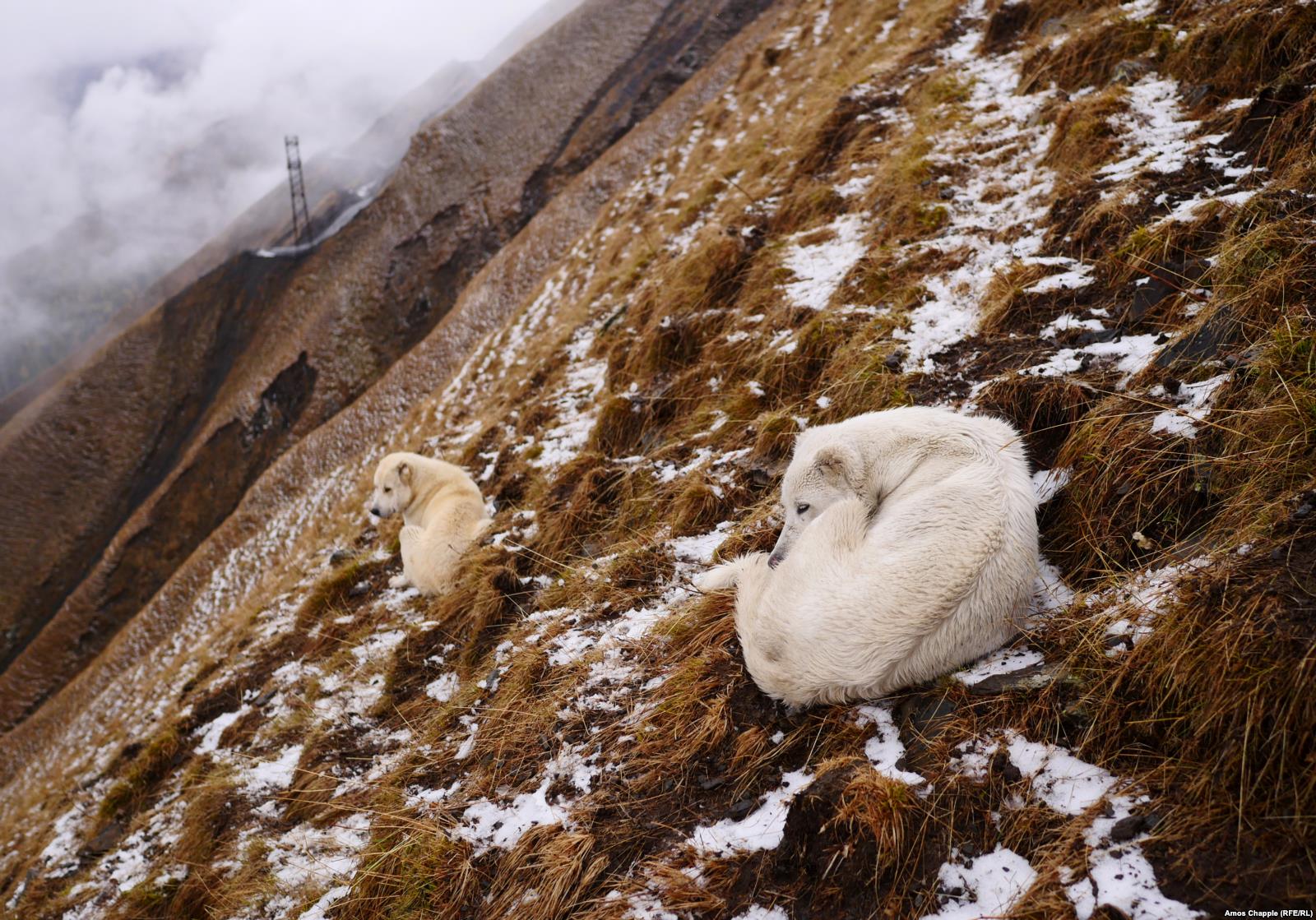 „A deadly, boozy journey“ with the shepherds of Tusheti geotv.ge
