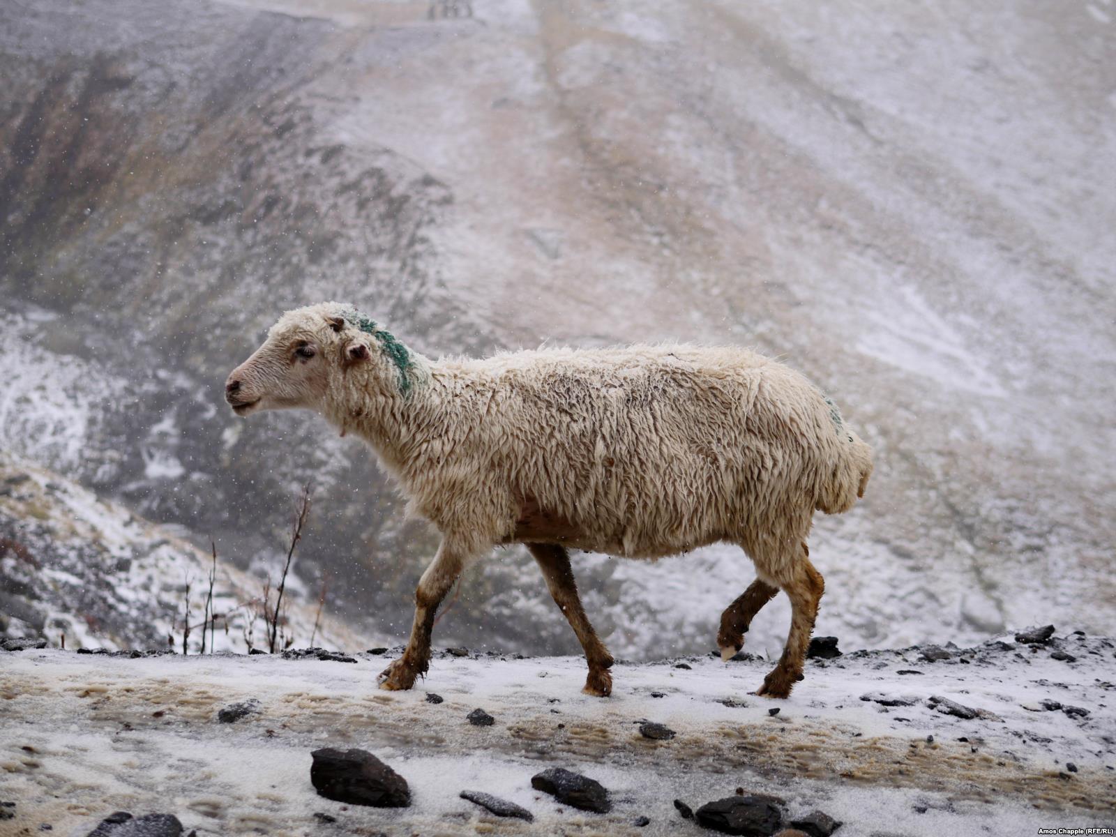 „A deadly, boozy journey“ with the shepherds of Tusheti geotv.ge