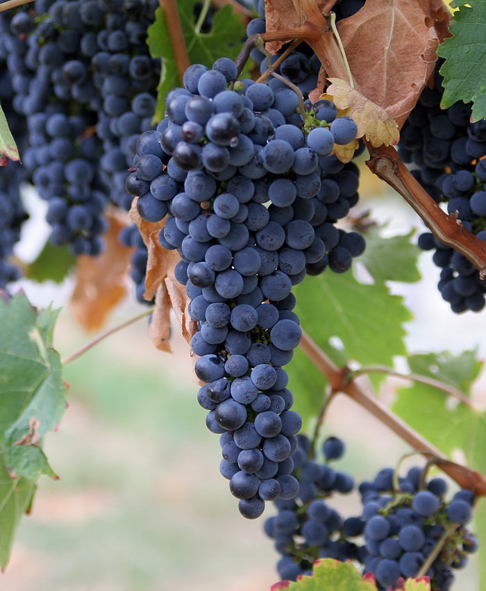 The Independent names Georgian wine among the best eastern European wines geotv.ge