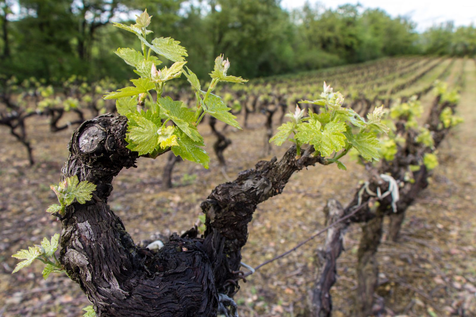 Georgian winemaker who chases for indigenous Georgian vines geotv.ge