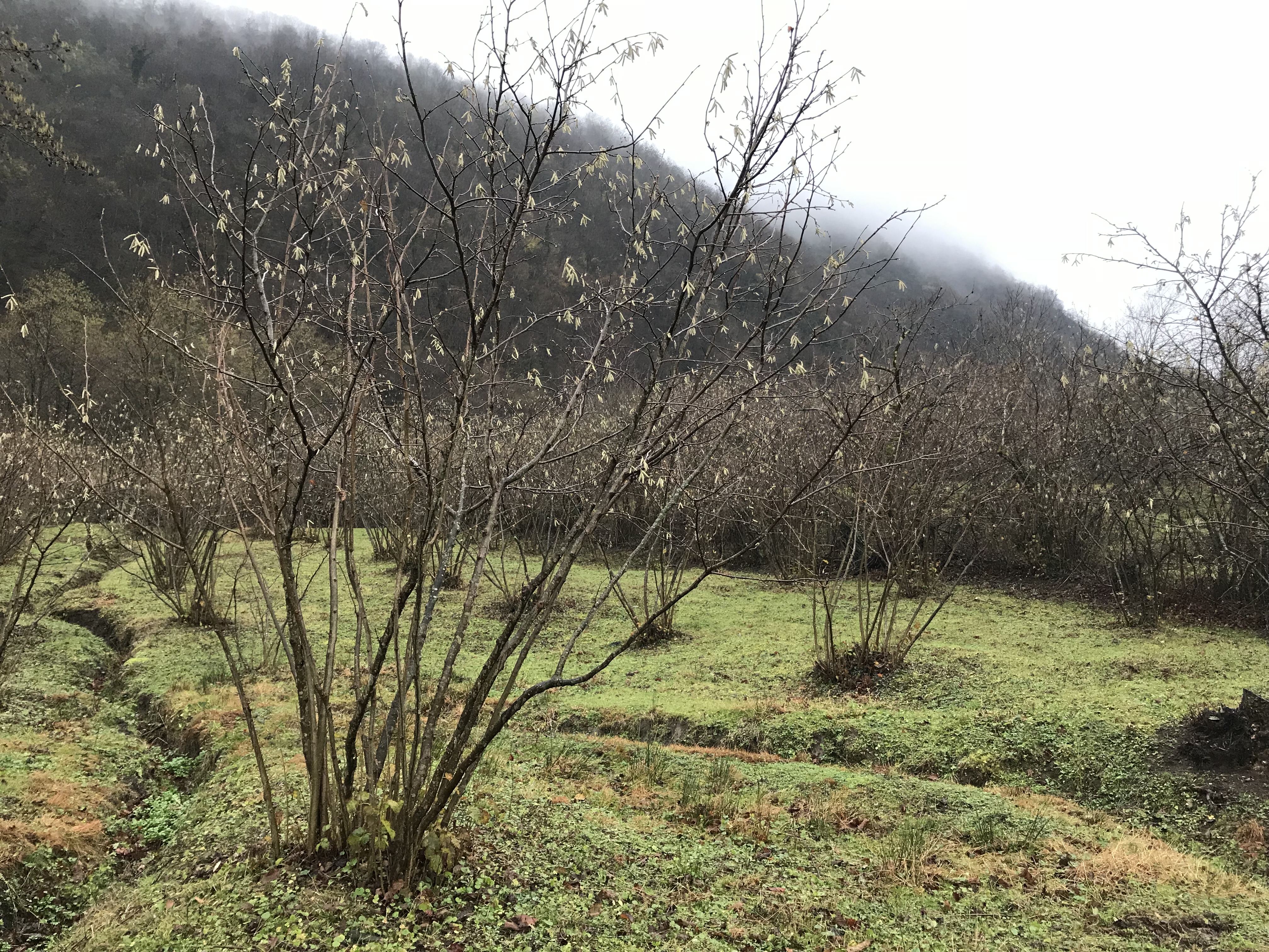 Training farmers to rescue the organic hazelnut production in Georgia geotv.ge