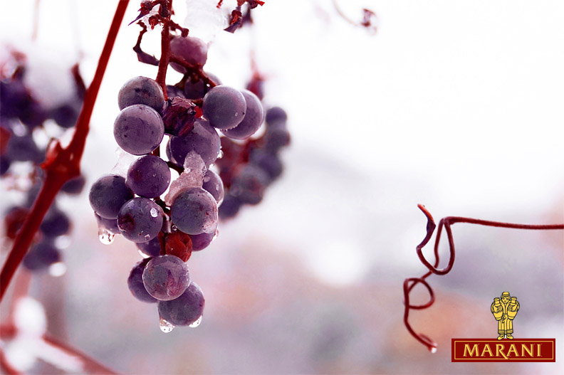 Georgia – ideal climate conditions for Icewine ice_wine_marani
