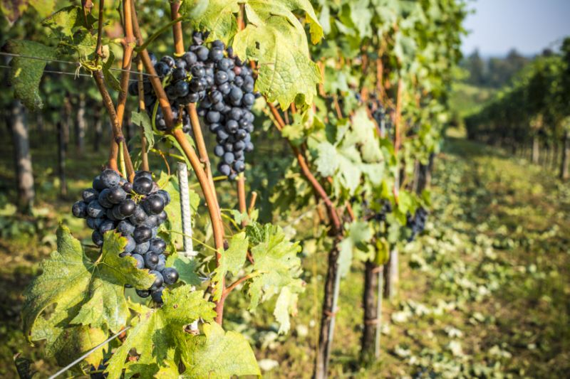 Wine remains discovered in Georgia among the world’s 10 most important findings geotv.ge