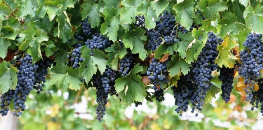 Why Georgia is a hotspot for natural wines – The Guardian geotv.ge