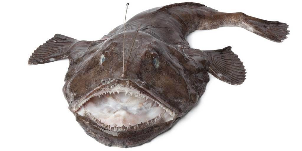 Georgian fishermen found Sea Devil in Chakvi seaside resort geotv.ge
