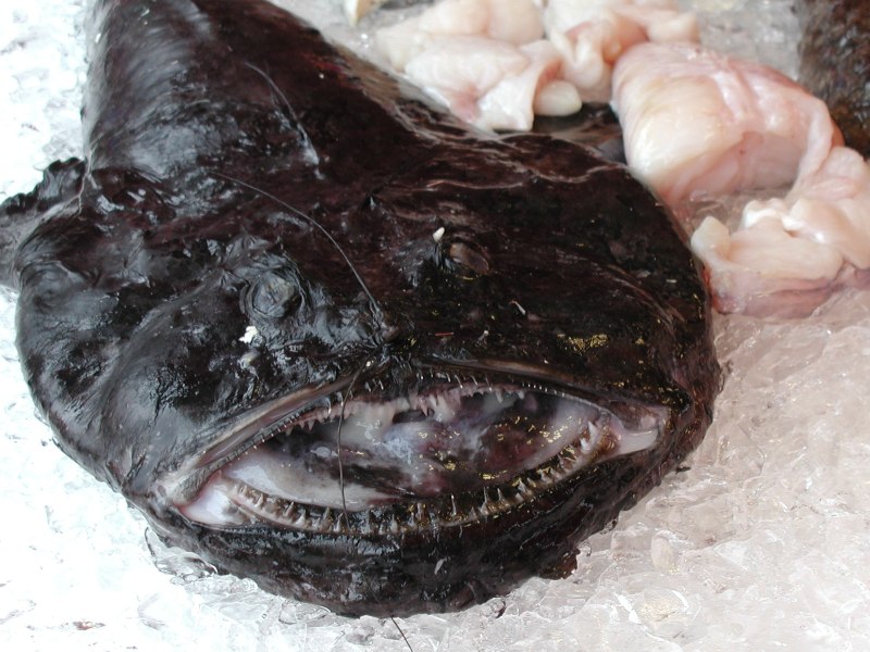 Georgian fishermen found Sea Devil in Chakvi seaside resort geotv.ge