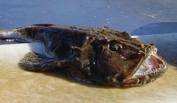 Georgian fishermen found Sea Devil in Chakvi seaside resort geotv.ge