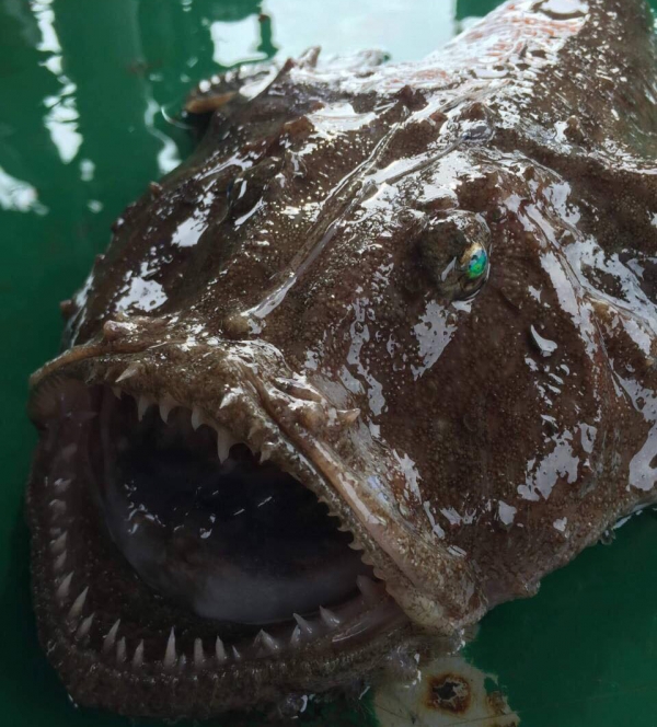 Georgian fishermen found Sea Devil in Chakvi seaside resort geotv.ge