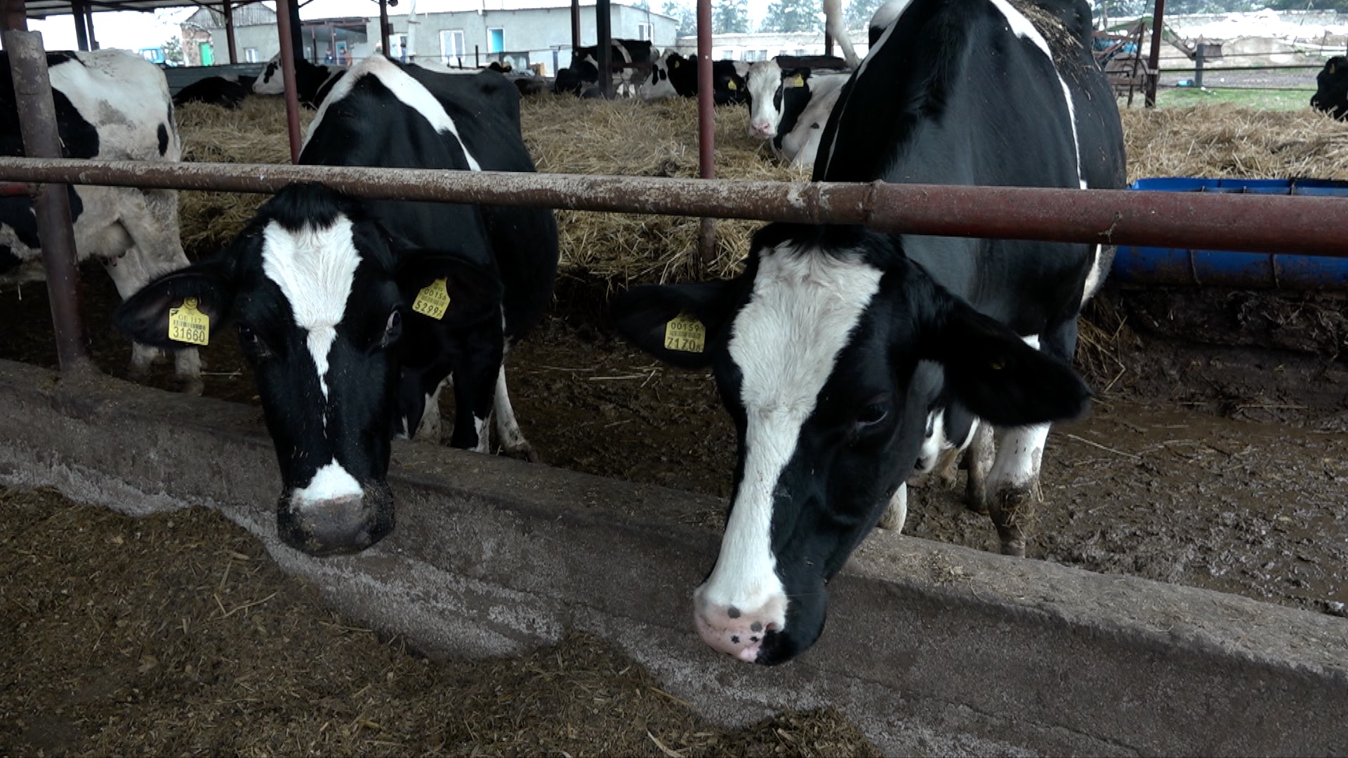 How to attract young people to choose agriculture over university geotv.ge