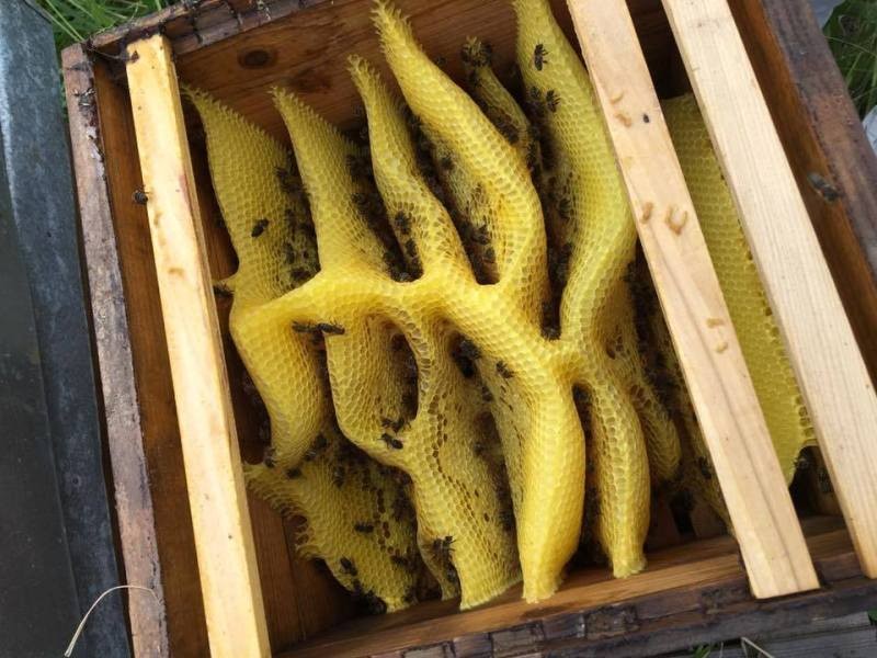 New technology of beekeeping emerges in Georgia geotv.ge