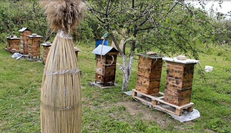 New technology of beekeeping emerges in Georgia geotv.ge