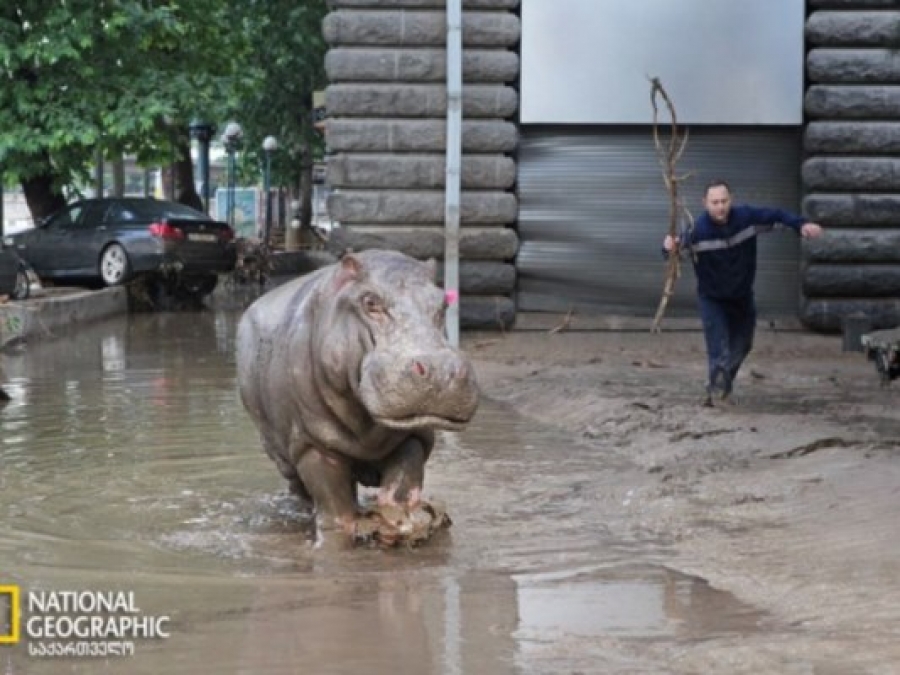 Monument of famous hippo Beggi to be set up in Tbilisi as a symbol of June 13 tragedy geotv.ge