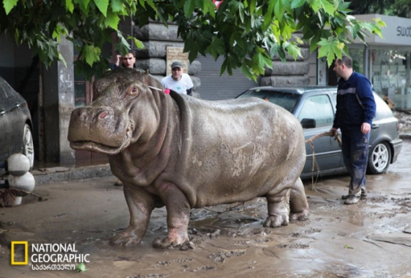Monument of famous hippo Beggi to be set up in Tbilisi as a symbol of June 13 tragedy geotv.ge
