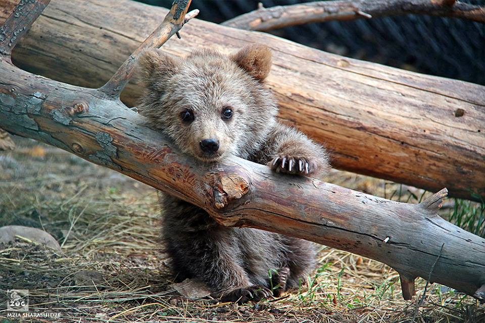 Garrincha - Story of endangered bear cub living in Tbilisi Zoo geotv.ge