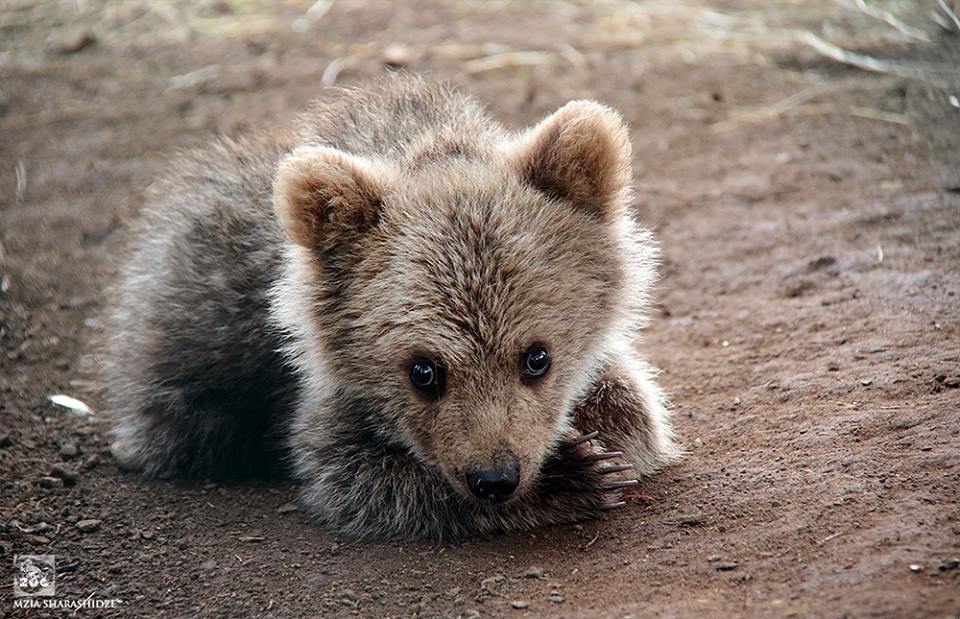 Garrincha - Story of endangered bear cub living in Tbilisi Zoo geotv.ge