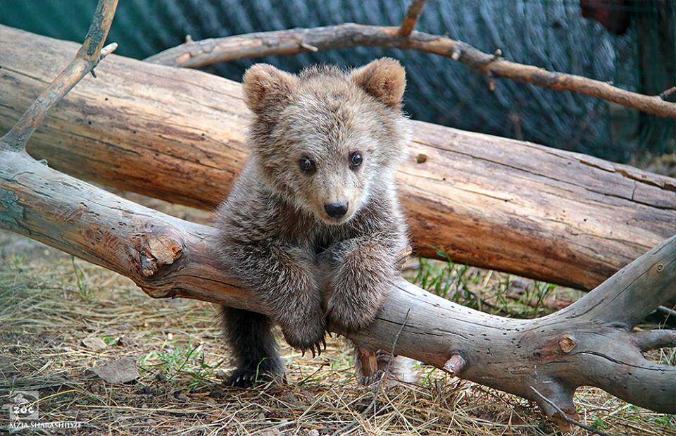 Garrincha - Story of endangered bear cub living in Tbilisi Zoo geotv.ge