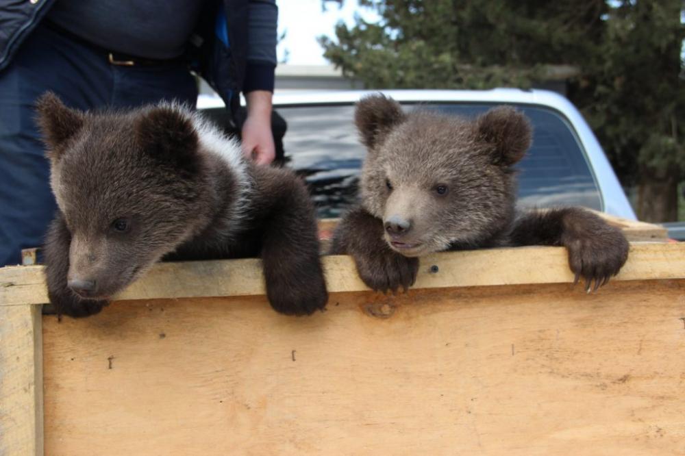 Endangered bear cubs found in Tsageri handed over to Tbilisi Zoo geotv.ge