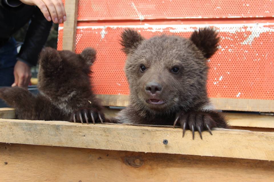 Endangered bear cubs found in Tsageri handed over to Tbilisi Zoo geotv.ge