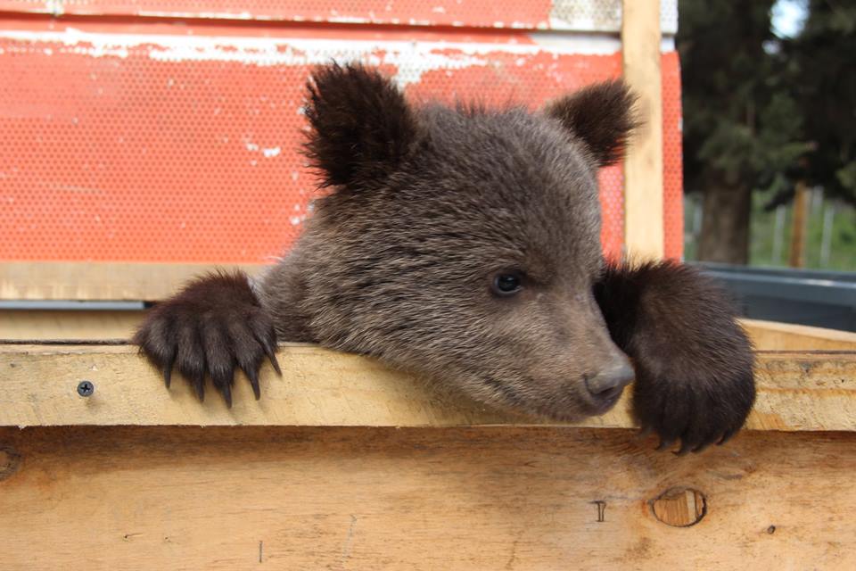 Endangered bear cubs found in Tsageri handed over to Tbilisi Zoo geotv.ge