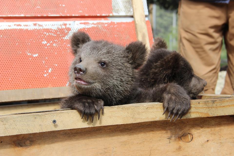 Endangered bear cubs found in Tsageri handed over to Tbilisi Zoo geotv.ge