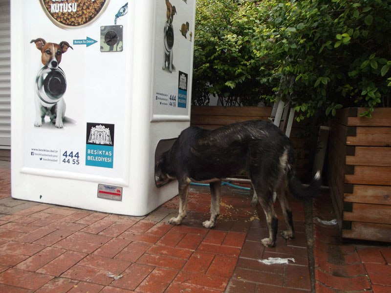 Plastic bottle collector and feeding machines for stray animals to be installed in Tbilisi geotv.ge