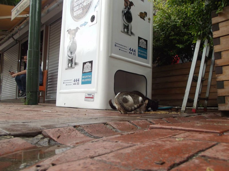 Plastic bottle collector and feeding machines for stray animals to be installed in Tbilisi geotv.ge