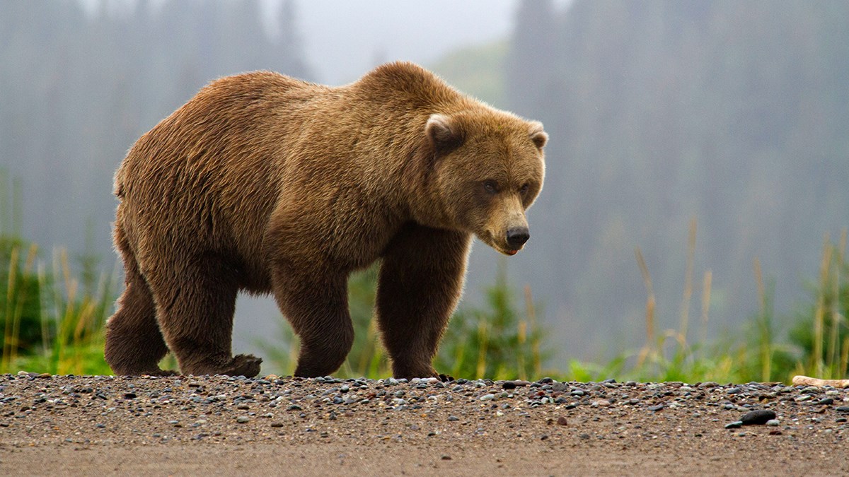 Endangered bear cubs found in Tsageri handed over to Tbilisi Zoo geotv.ge
