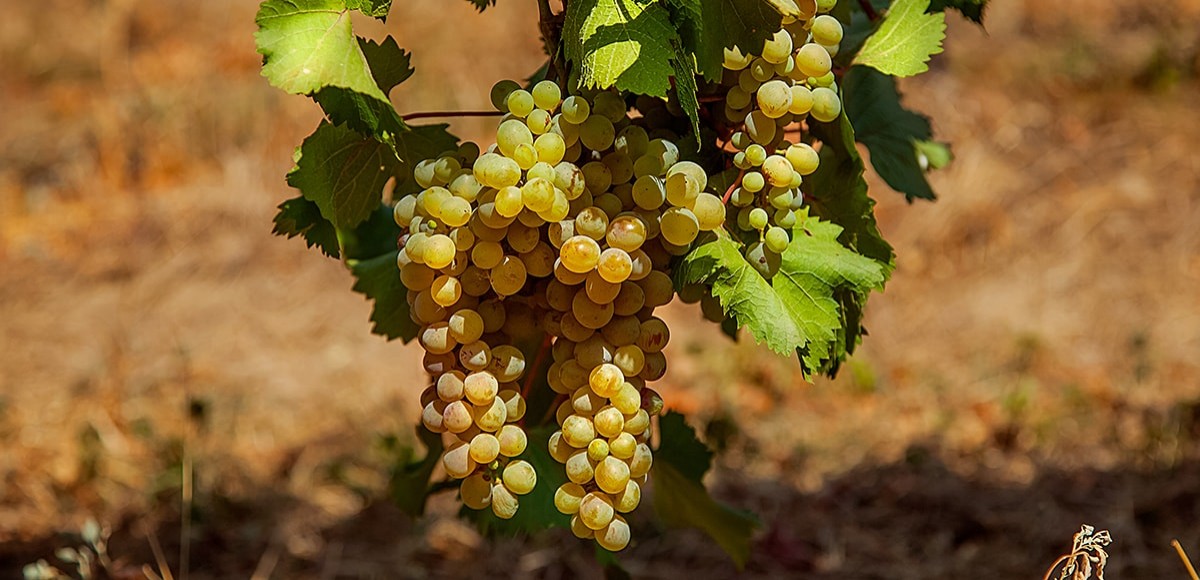 What type of wine is the most common in Georgia geotv.ge