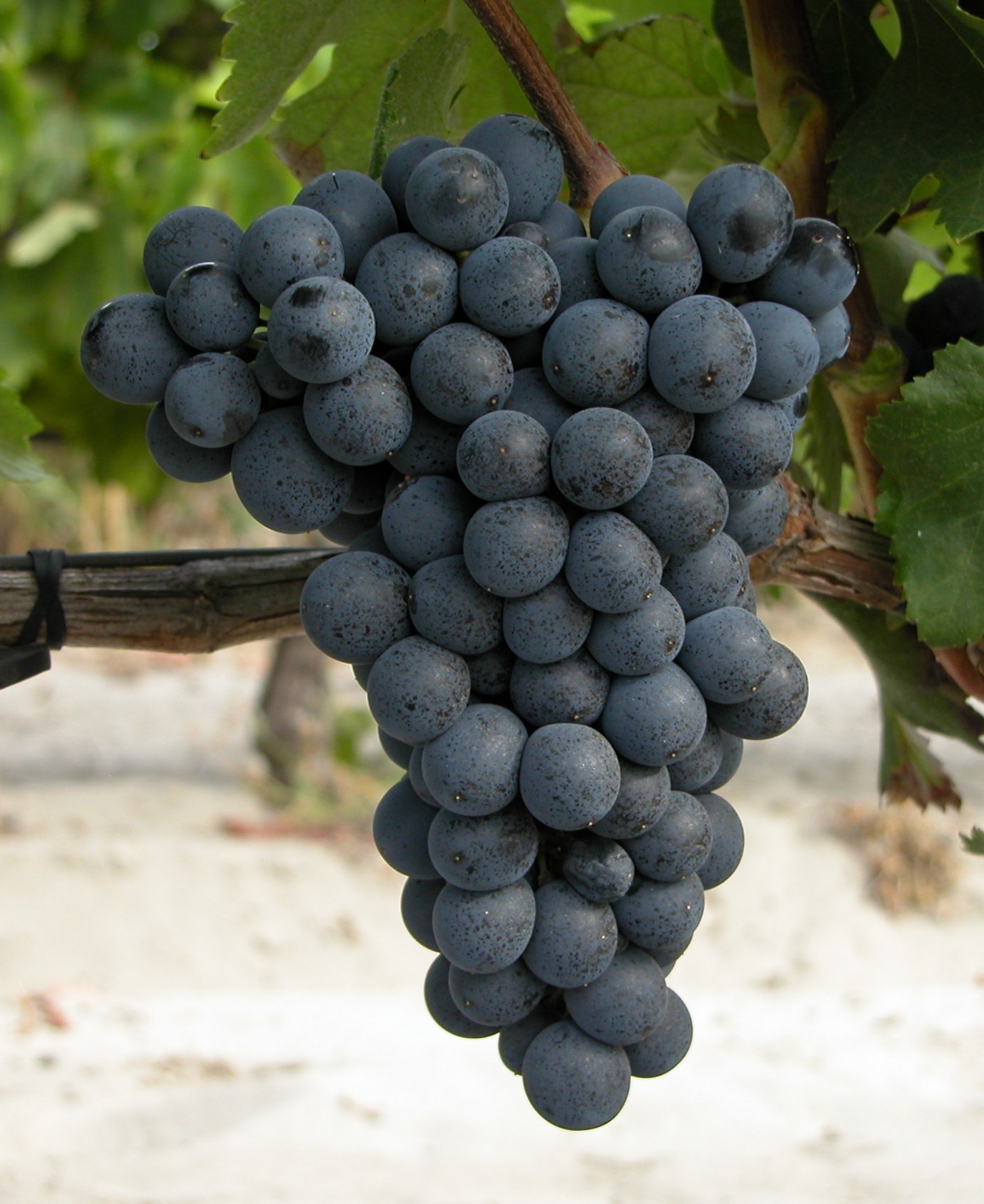 What type of wine is the most common in Georgia geotv.ge