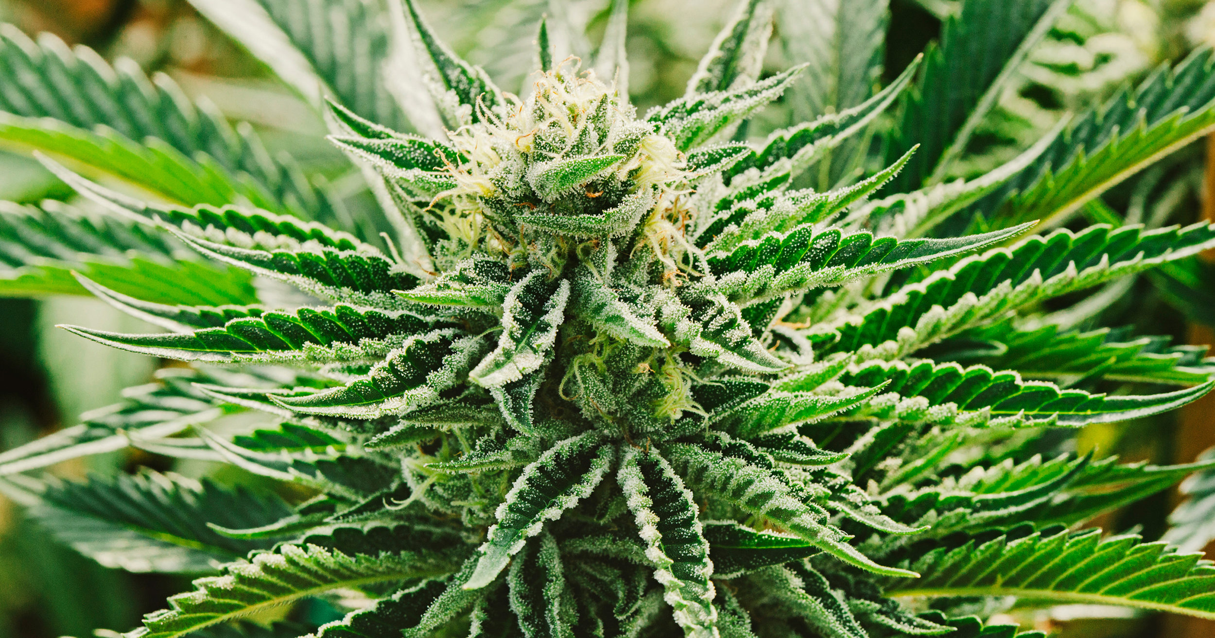 Who is interested in the cultivation of cannabis in Georgia? geotv.ge
