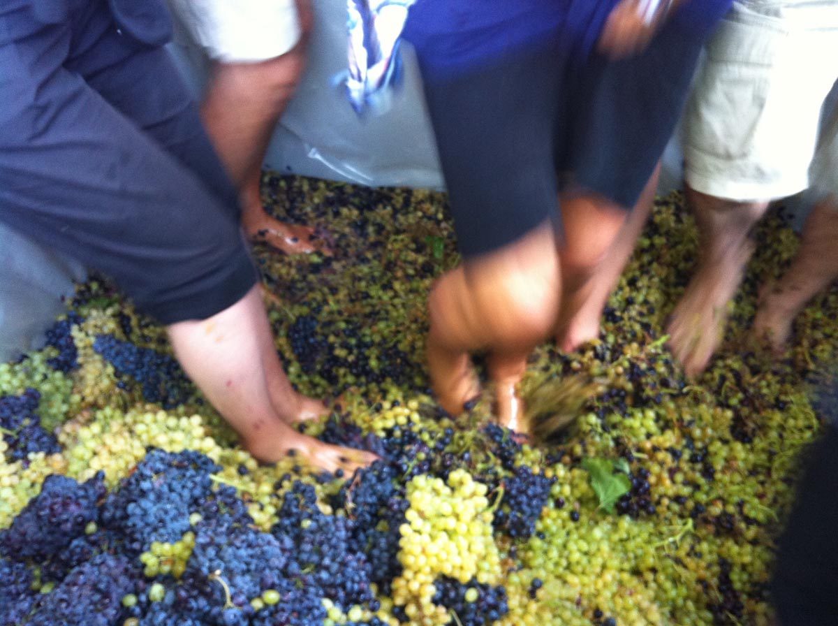 Georgian wine and how to look after vineyards geotv.ge