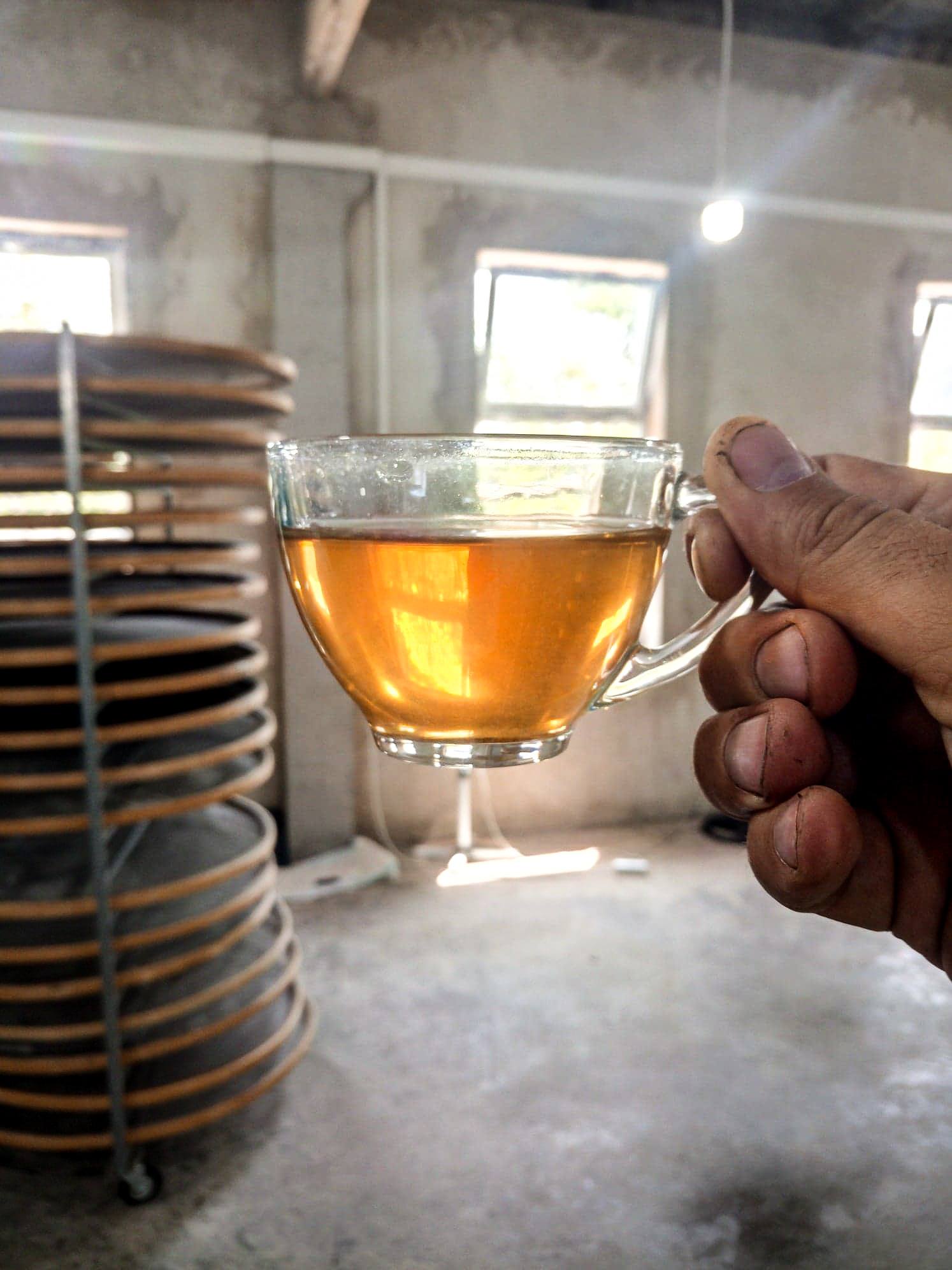 4 Estonians and a Lithuanian who farm tea in Georgia geotv.ge