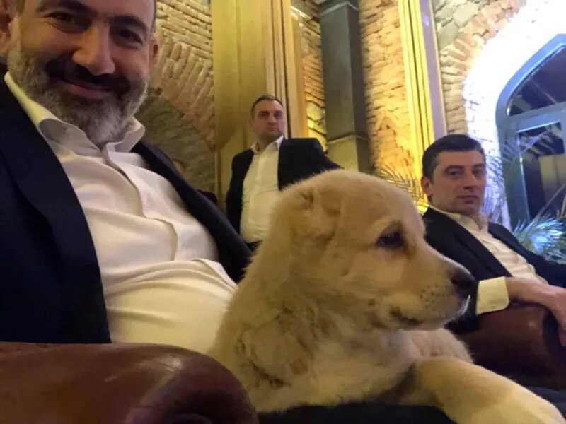 Gakharia gave Pashinyan a Kazbegi shepherd geotv.ge