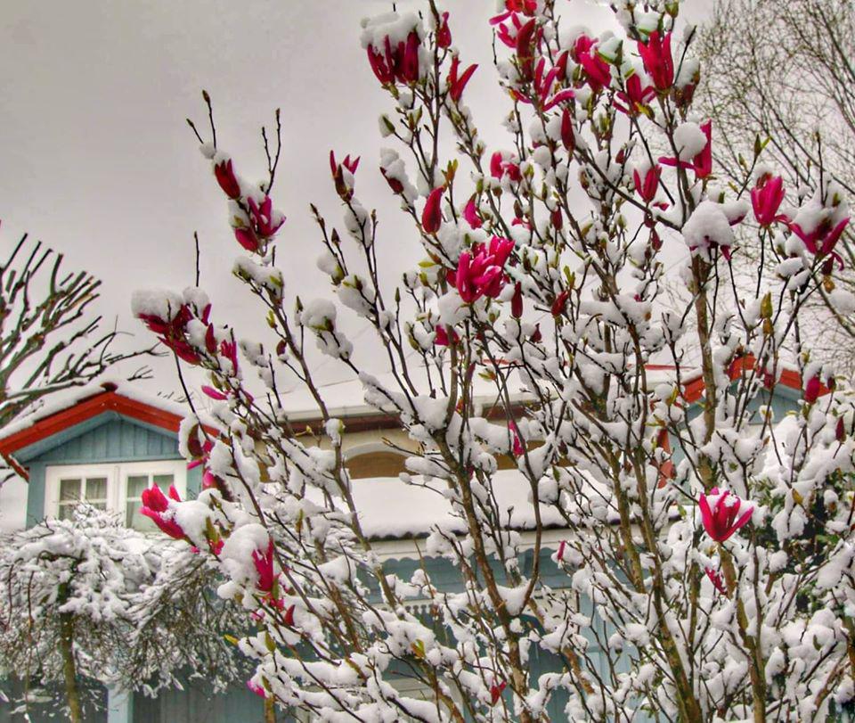 Breathtaking Pictures of Snowy Spring in Georgia geotv.ge