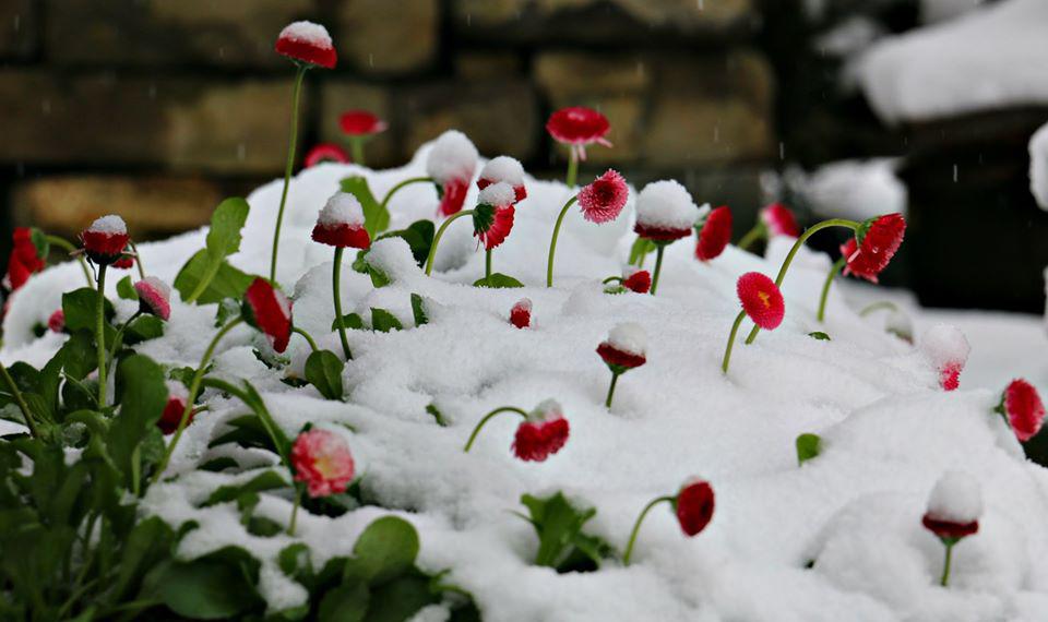 Breathtaking Pictures of Snowy Spring in Georgia geotv.ge