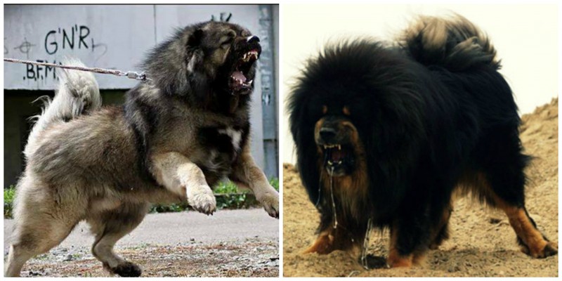 Tibetan Mastiff Caucasian Shepherd Tibetan Mastiff Caucasian