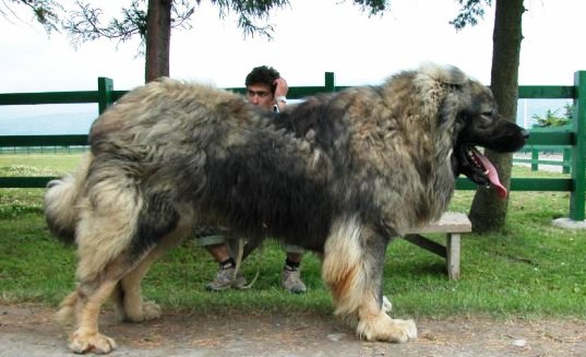 huge shepherd dog breeds