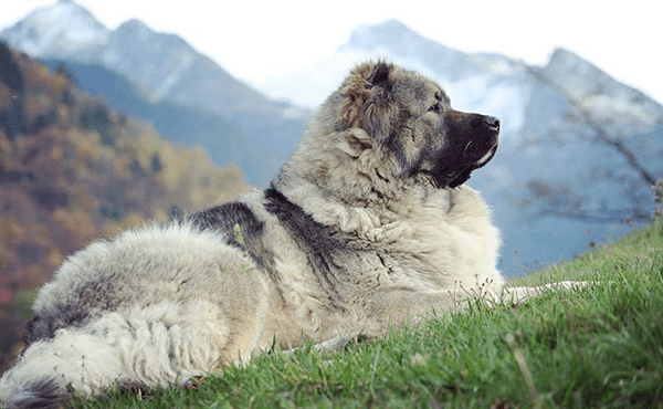 georgian shepherd dogs